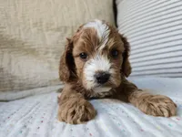 Peach, a male Cavapoo for sale in Goshen, IN – Photo 1 of 4