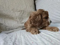 Peach, a male Cavapoo for sale in Goshen, IN – Photo 2 of 4