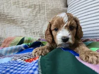 Peach, a male Cavapoo for sale in Goshen, IN – Photo 4 of 4