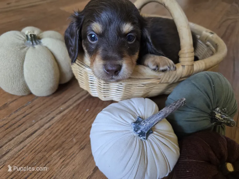 Gilbert – Miniature Dachshund puppy for sale in Goshen, IN