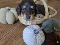 Gilbert, a male Miniature Dachshund for sale in Goshen, IN – 1 of 6