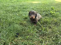 Zuri, a male Miniature Dachshund for sale in Goshen, IN – 4 of 5