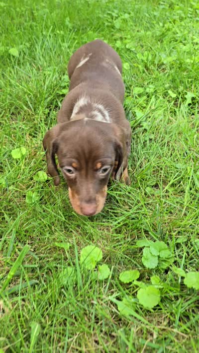 Milo, a male Miniature Dachshund for sale in Goshen, IN – 5 of 5
