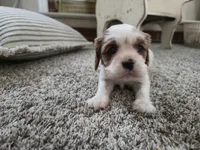 processed/c5c7f48d-20cc-43d5-a7b5-cea4f7bad5b9/listing/5da5ff1b-8ff2-4c68-bb41-8de8061af525/4190cdaf-0794-4020-9ff0-ec34179b7d0e