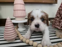 processed/c5c7f48d-20cc-43d5-a7b5-cea4f7bad5b9/listing/5da5ff1b-8ff2-4c68-bb41-8de8061af525/4605d72e-ca4e-4367-b166-e3fdfa0402f4