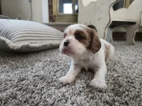 processed/c5c7f48d-20cc-43d5-a7b5-cea4f7bad5b9/listing/5da5ff1b-8ff2-4c68-bb41-8de8061af525/a8b86cff-513e-4137-9f8f-9844da1a61d1