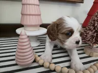 processed/c5c7f48d-20cc-43d5-a7b5-cea4f7bad5b9/listing/5da5ff1b-8ff2-4c68-bb41-8de8061af525/ca88910d-a04e-49cb-8bbb-b5cc5d814d9f