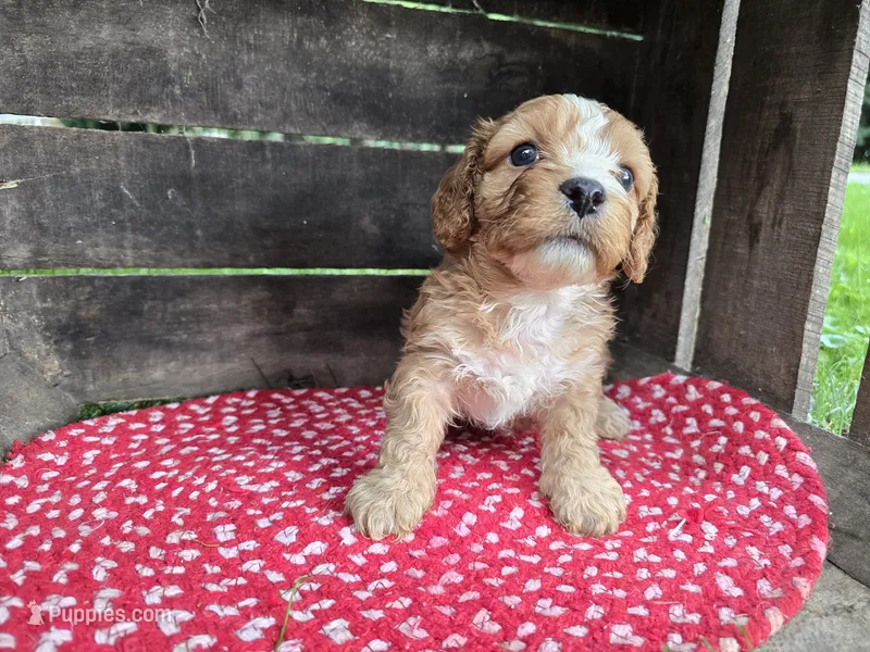Redwood – Cavapoo puppy for sale in Goshen, IN