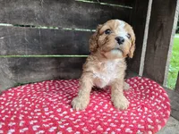 Redwood, a male Cavapoo for sale in Goshen, IN – 1 of 5