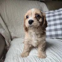 Luigi, a male Cavapoo for sale in Goshen, IN – Photo 3 of 5