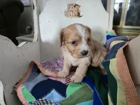 Luigi, a male Cavapoo for sale in Goshen, IN – Photo 2 of 4