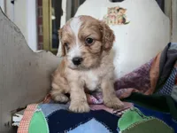 Luigi, a male Cavapoo for sale in Goshen, IN – Photo 1 of 4