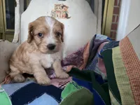 Luigi, a male Cavapoo for sale in Goshen, IN – Photo 3 of 4