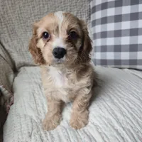 Luigi, a male Cavapoo for sale in Goshen, IN – Photo 5 of 5