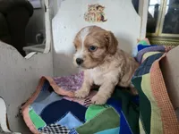 Luigi, a male Cavapoo for sale in Goshen, IN – Photo 4 of 4