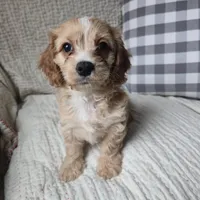 Luigi, a male Cavapoo for sale in Goshen, IN – Photo 1 of 5