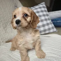 Luigi, a male Cavapoo for sale in Goshen, IN – Photo 2 of 5
