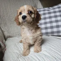Luigi, a male Cavapoo for sale in Goshen, IN – Photo 4 of 5