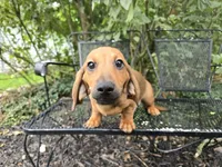 Cortado, a male Miniature Dachshund for sale in Goshen, IN – 2 of 6
