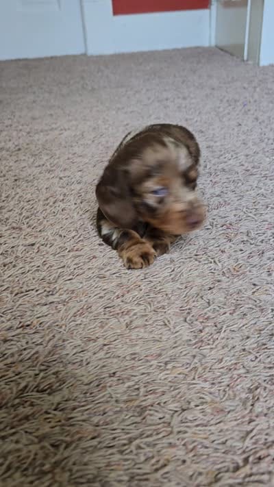 Mochi, a female Miniature Dachshund for sale in Goshen, IN – 6 of 6