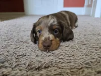 Mochi, a female Miniature Dachshund for sale in Goshen, IN – 4 of 6