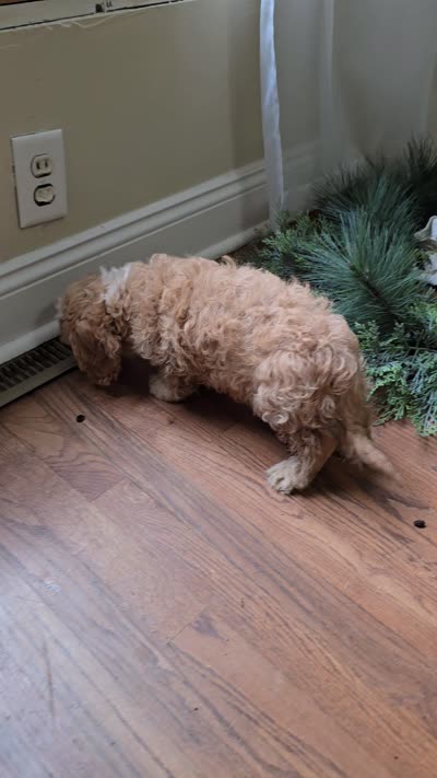 Redwood, a male Cavapoo for sale in Goshen, IN – 5 of 5