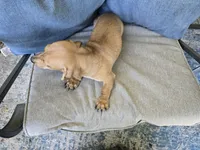 Whiskey, a male Miniature Dachshund for sale in Goshen, IN – 5 of 6