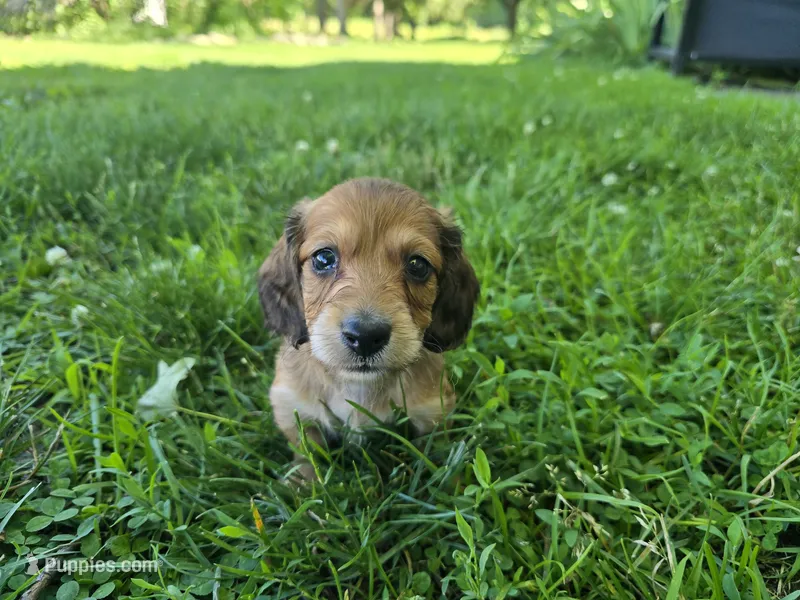 Deacon – Miniature Dachshund puppy for sale in Goshen, IN