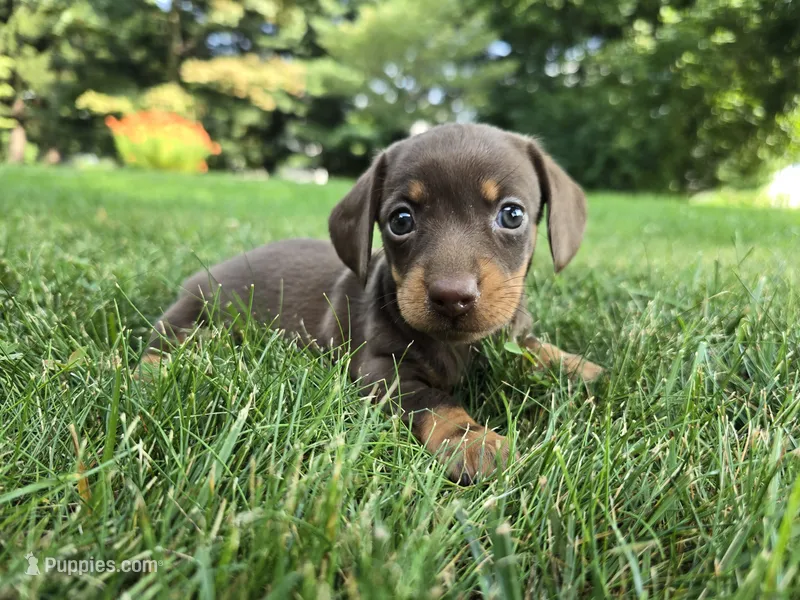 Cocoa – Miniature Dachshund puppy for sale in Goshen, IN