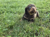 Zuri, a male Miniature Dachshund for sale in Goshen, IN – 3 of 5