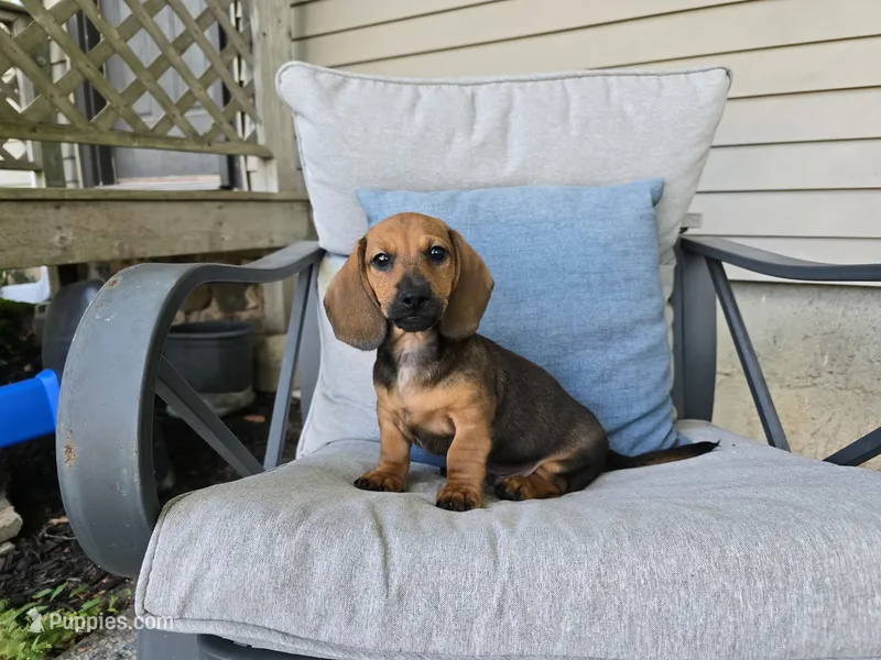 Cortado – Miniature Dachshund puppy for sale in Goshen, IN