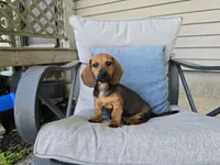 Cortado, a male Miniature Dachshund for sale in Goshen, IN – 1 of 5