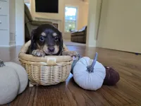 Gilbert, a male Miniature Dachshund for sale in Goshen, IN – 2 of 6