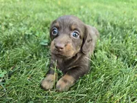Fudge, a female Miniature Dachshund for sale in Goshen, IN – 5 of 6