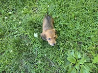 Deacon, a male Miniature Dachshund for sale in Goshen, IN – 4 of 7