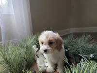 Buttercup, a female Cavapoo for sale in Goshen, IN – 4 of 5