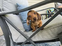 Dalgona, a male Miniature Dachshund for sale in Goshen, IN – 3 of 6