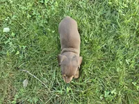 Hershey, a male Miniature Dachshund for sale in Goshen, IN – 4 of 5
