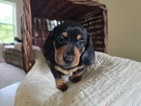 Sven, a male Miniature Dachshund for sale in Goshen, IN – 1 of 5