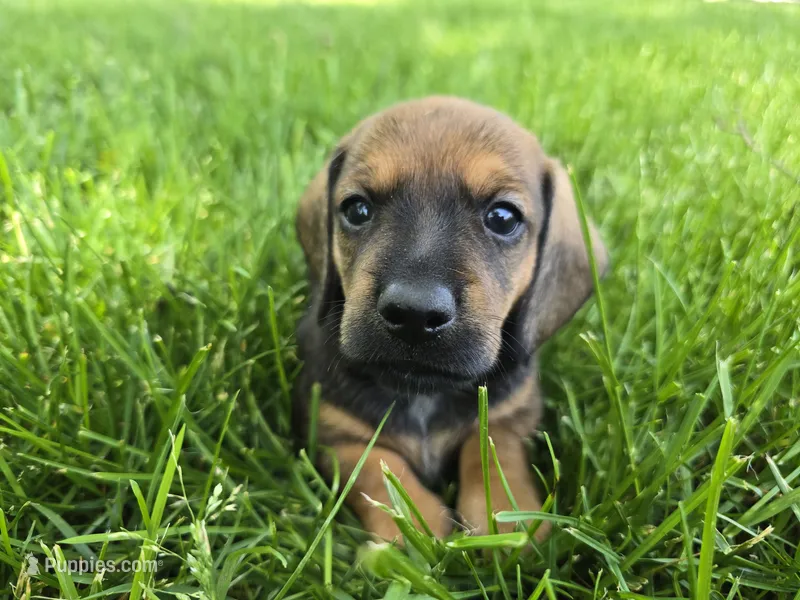 Cortado – Miniature Dachshund puppy for sale in Goshen, IN
