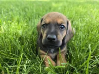 Cortado, a male Miniature Dachshund for sale in Goshen, IN – 1 of 6