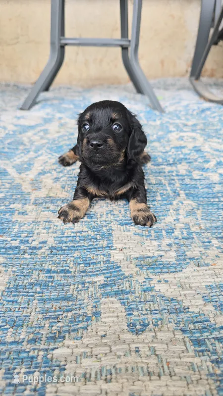 Americano – Miniature Dachshund puppy for sale in Goshen, IN