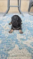 Americano, a female Miniature Dachshund for sale in Goshen, IN – 1 of 6