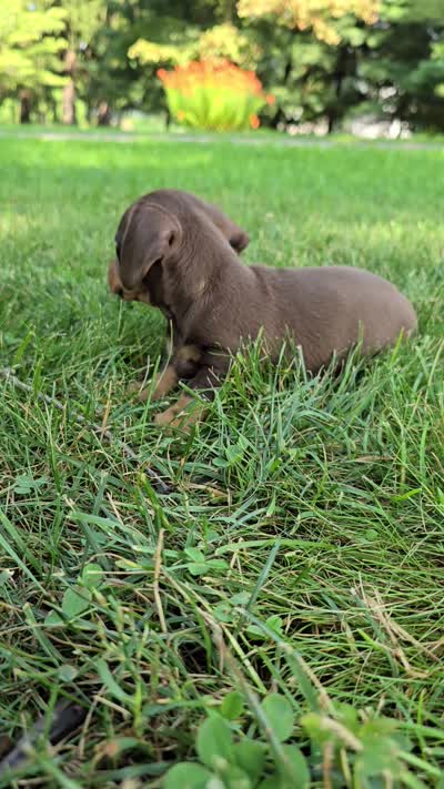 Hershey, a male Miniature Dachshund for sale in Goshen, IN – 5 of 5