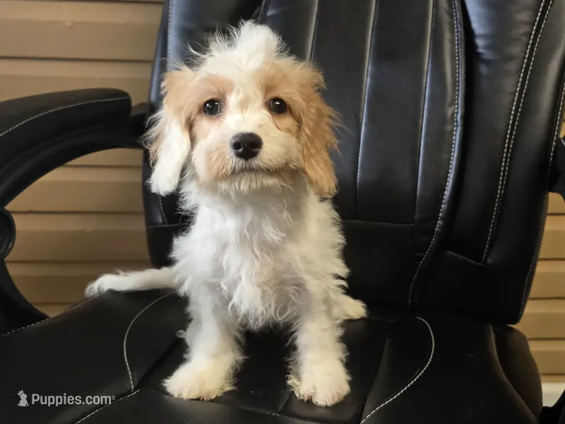 Buttercup – Cavapoo puppy for sale in Goshen, IN