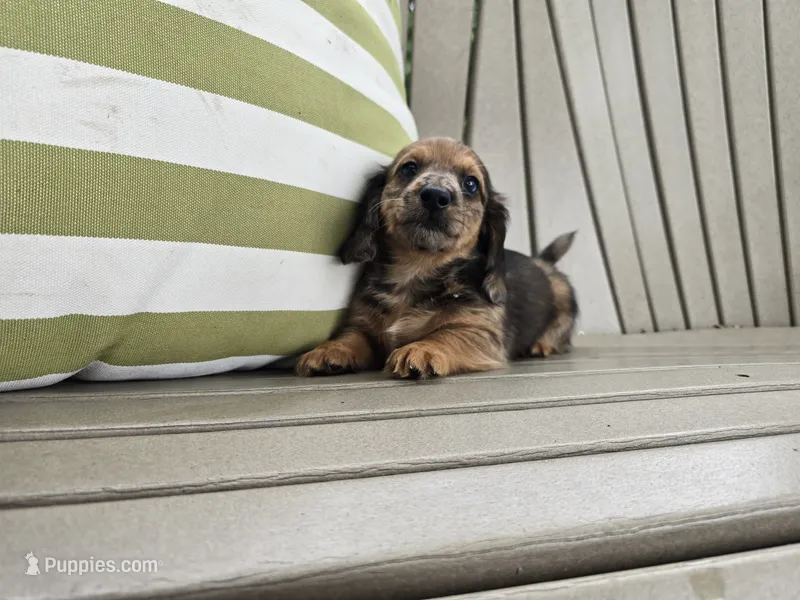 Affogato – Miniature Dachshund puppy for sale in Goshen, IN