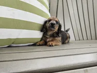 Affogato, a male Miniature Dachshund for sale in Goshen, IN – 1 of 6