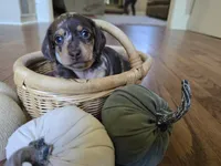 Anne, a female Miniature Dachshund for sale in Goshen, IN – 3 of 5