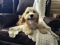 Luigi, a male Cavapoo for sale in Goshen, IN – 2 of 5
