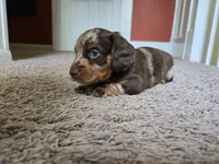 Mochi, a female Miniature Dachshund for sale in Goshen, IN – 2 of 6